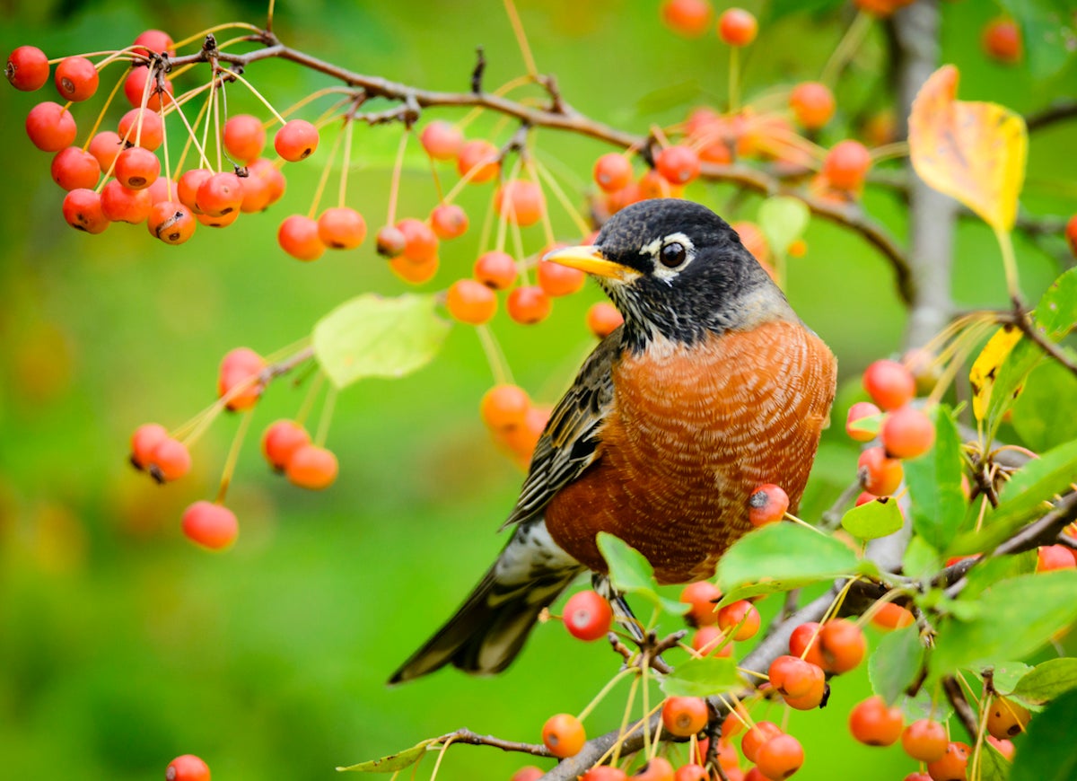 10 Garden Plants That Will Feed Backyard Birds in Fall and Winter