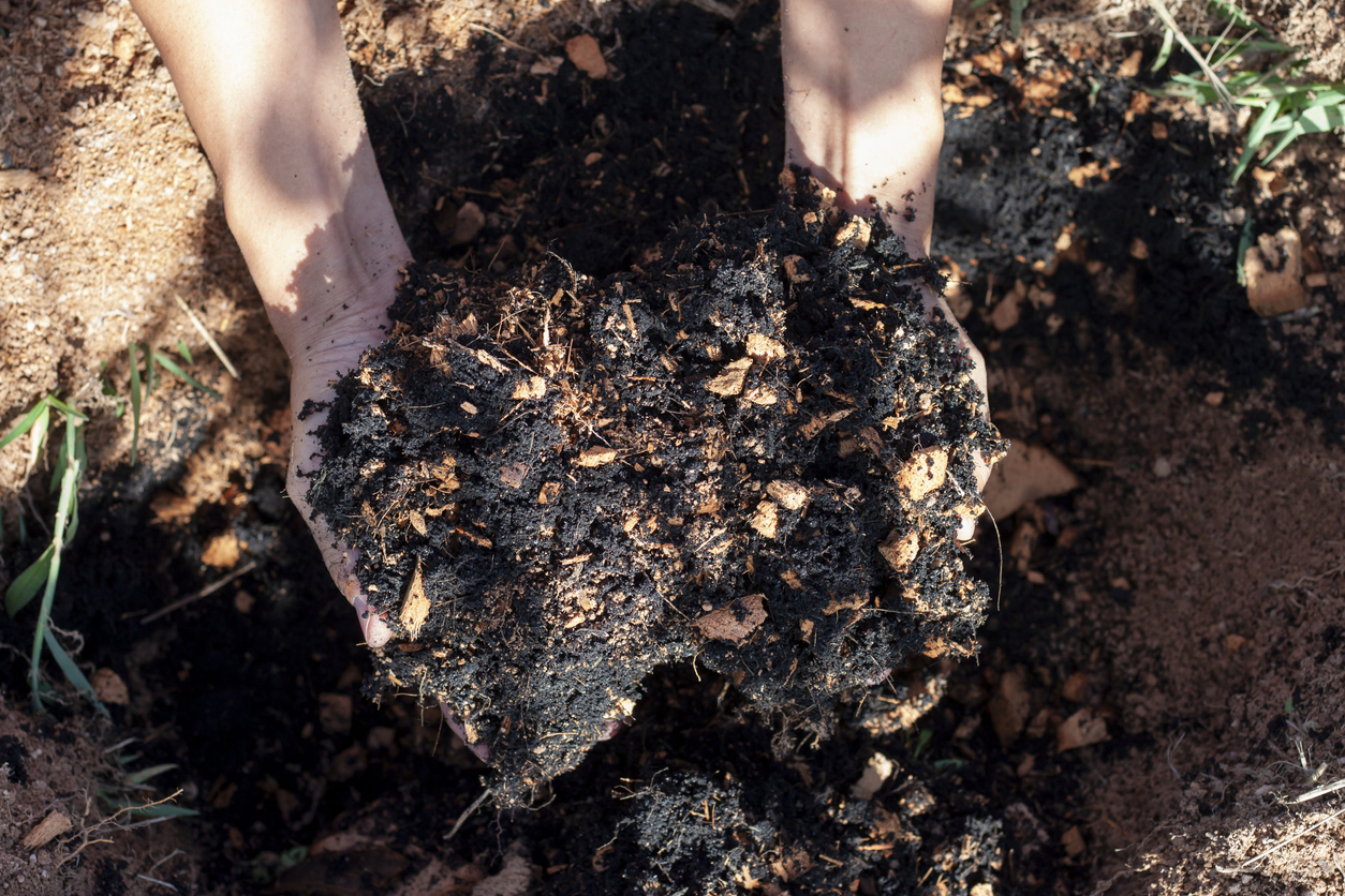 Hand of agriculturist holding soil mixing coconut dust to prepare for cultivation with sunlight in the garden.