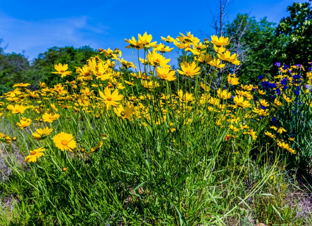 25 No-Effort Plants for a Foolproof Landscape