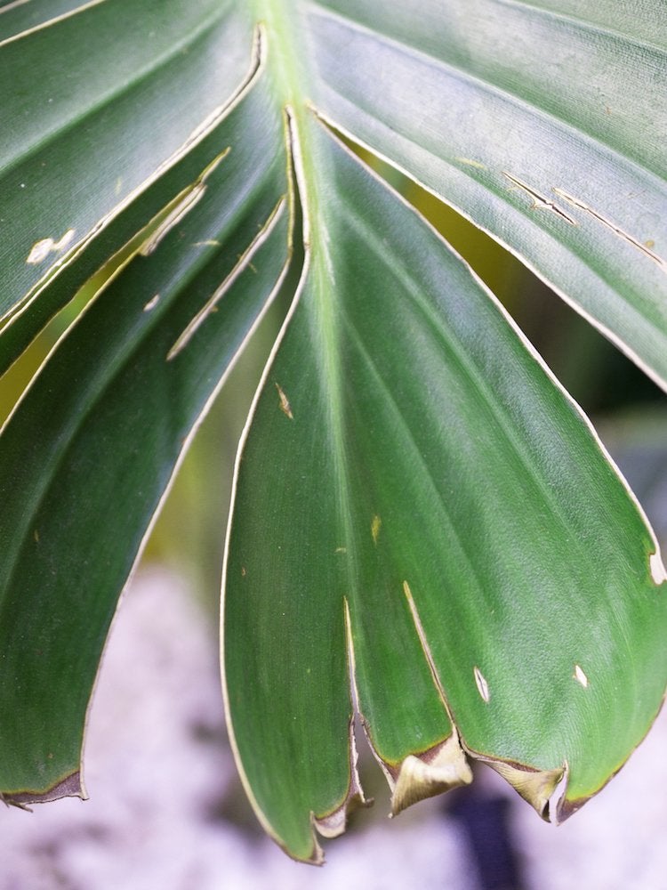 14 Symptoms of an Unhappy Houseplant (and How You Can Treat Them)