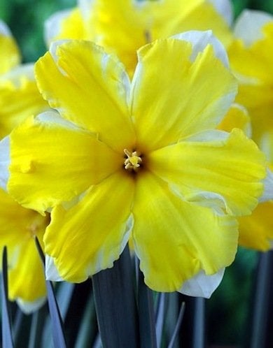 9 Daffodils to Cheer Up Your Garden