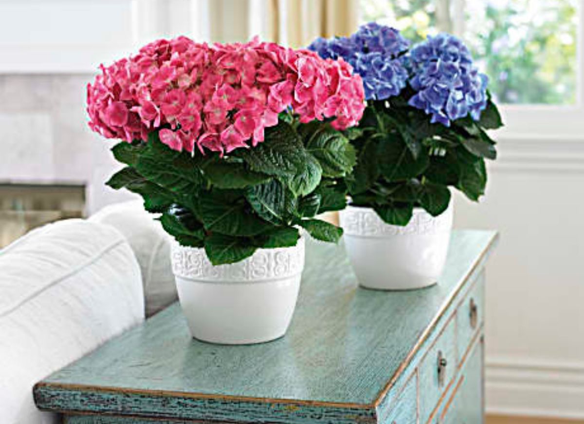 Plant These 12 Hydrangeas for a Showstopping Garden