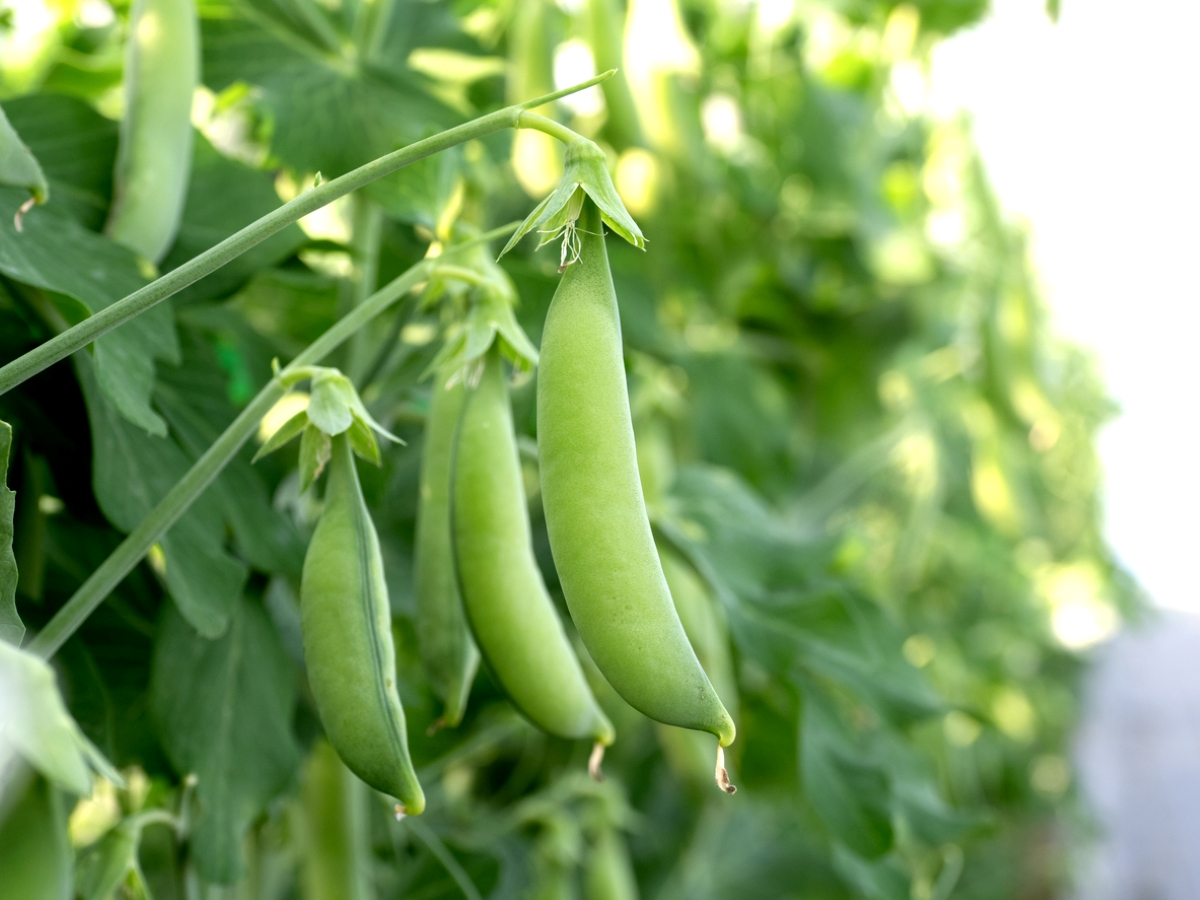 Green sugar snap peas on plant.