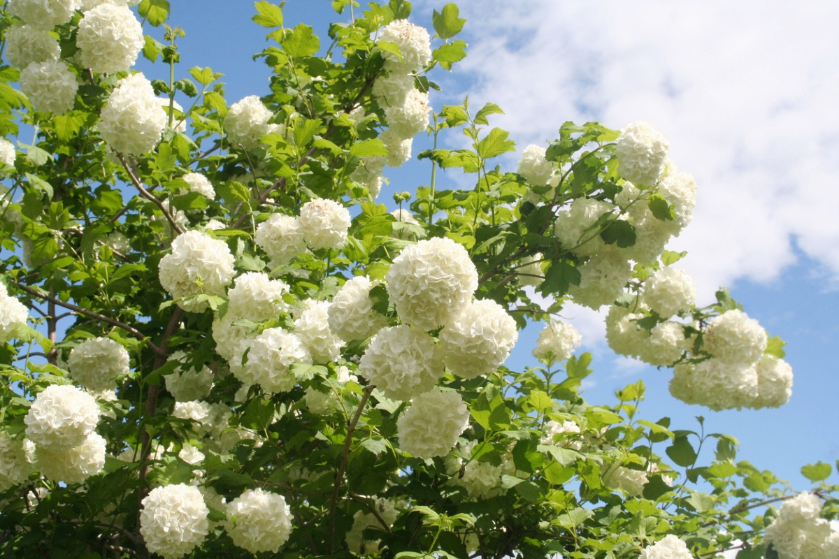 Un grand arbuste avec des grappes de fleurs blanches en forme de boule de neige.