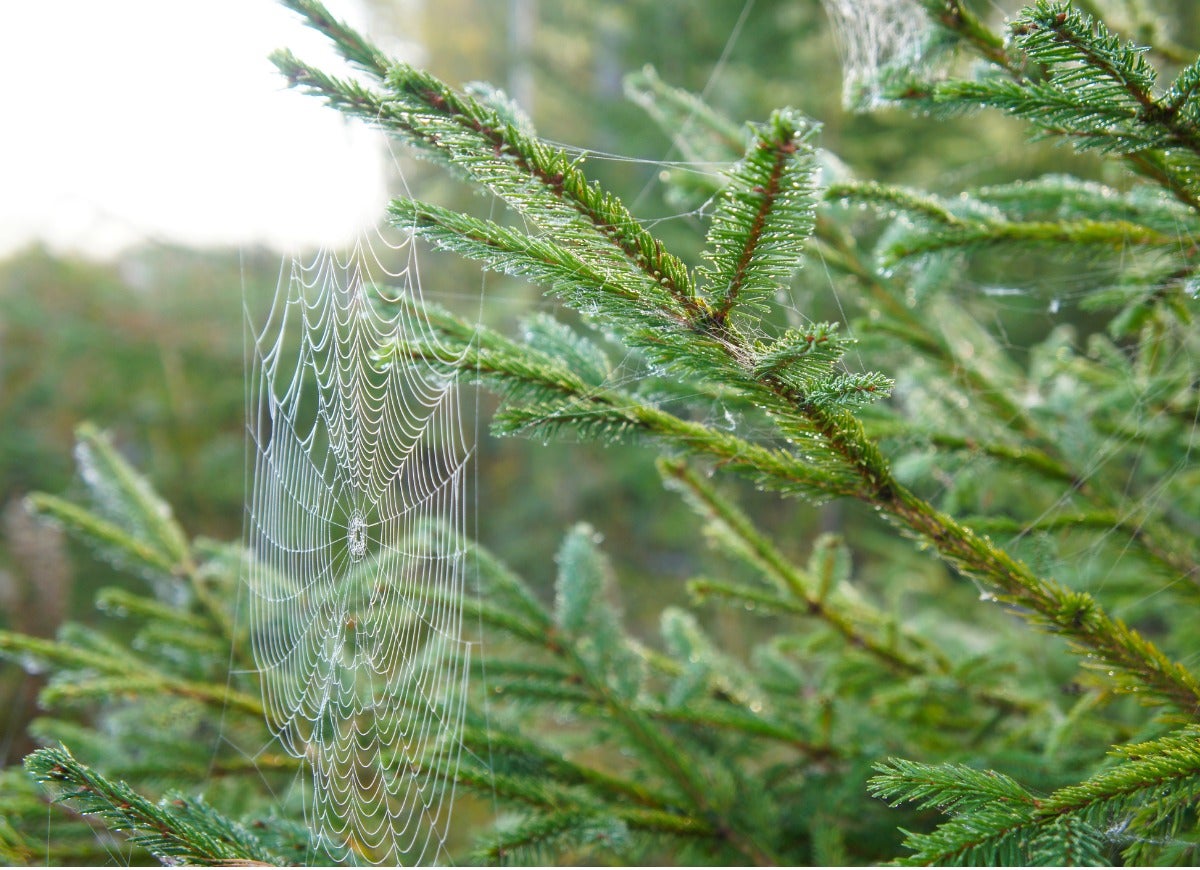 Pests That Might Be Lurking in Your Christmas Tree—and How to Get Rid of Them