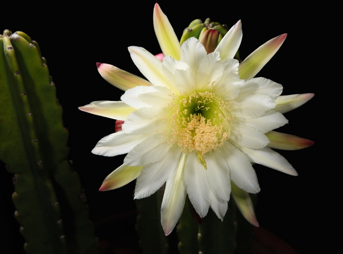 15 Fascinating Flowers That Bloom Only at Night