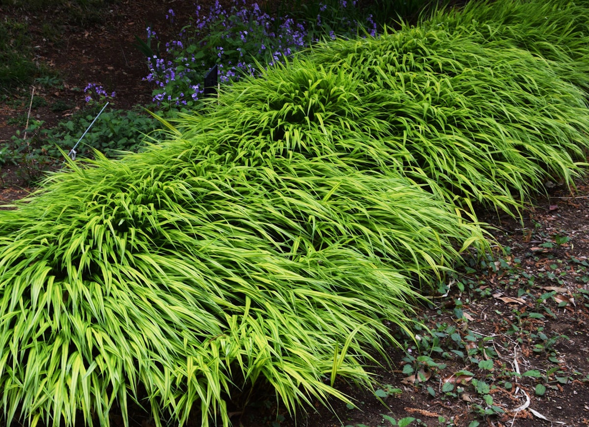 39 Plants You’ll Love If You Hate Fall Yard Work