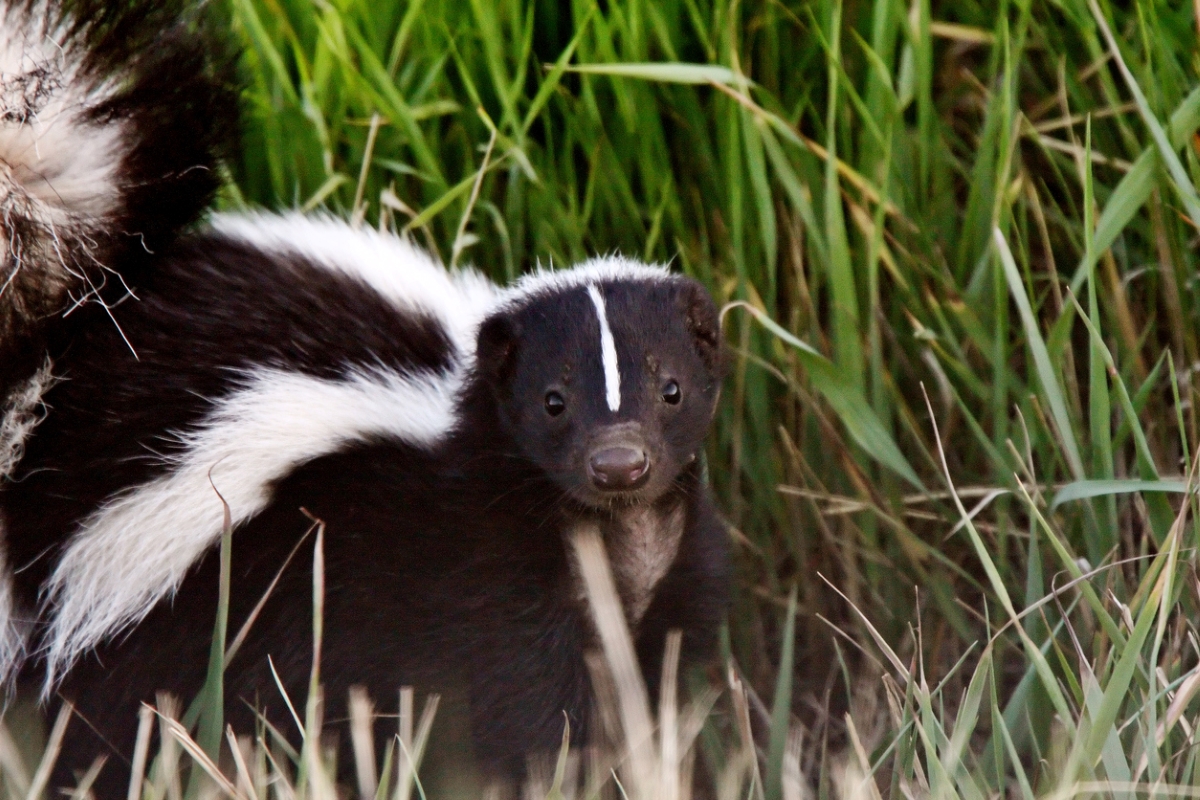 Skunk in grass