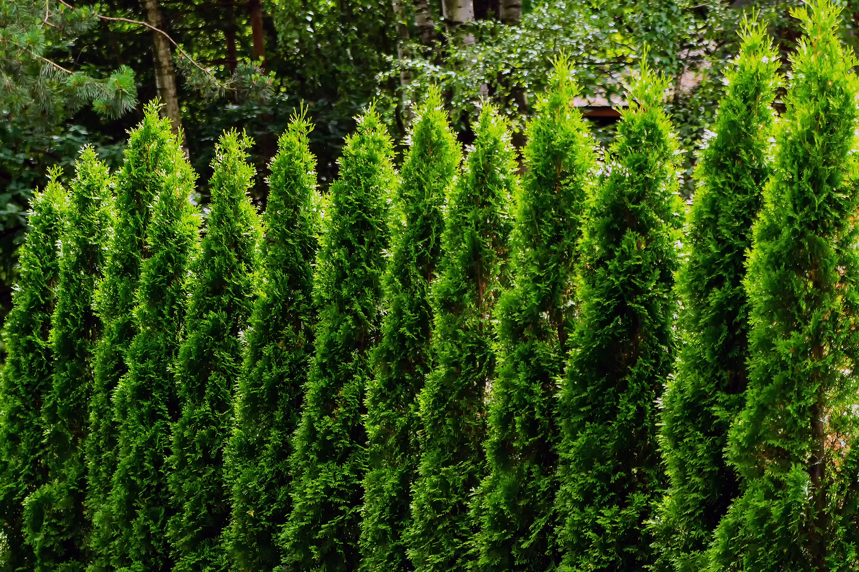 rangée d'arborvitae verts émeraude, hauts et pointus