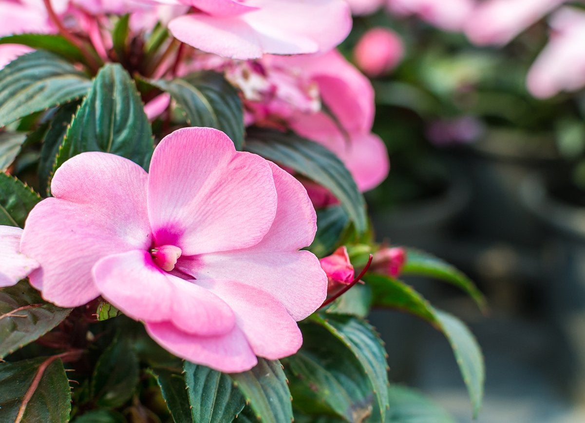 14 Best Plants for Under Trees