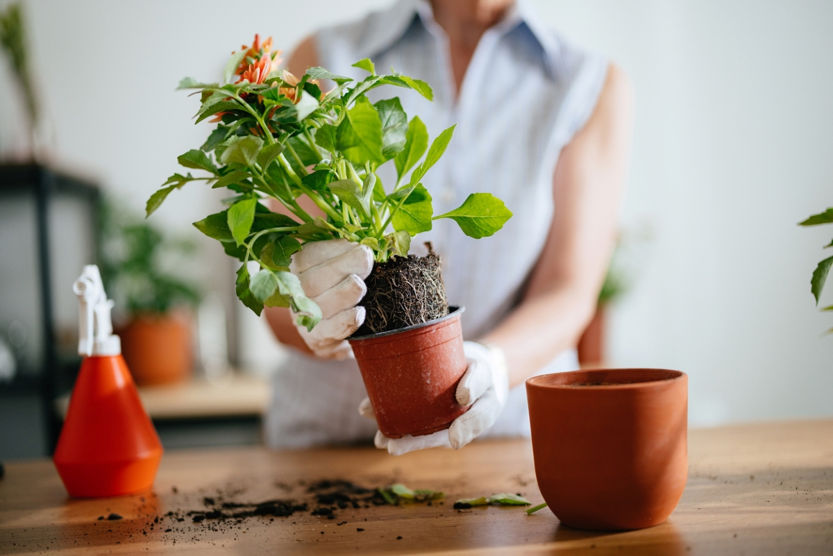 Woman repotting houseplant.