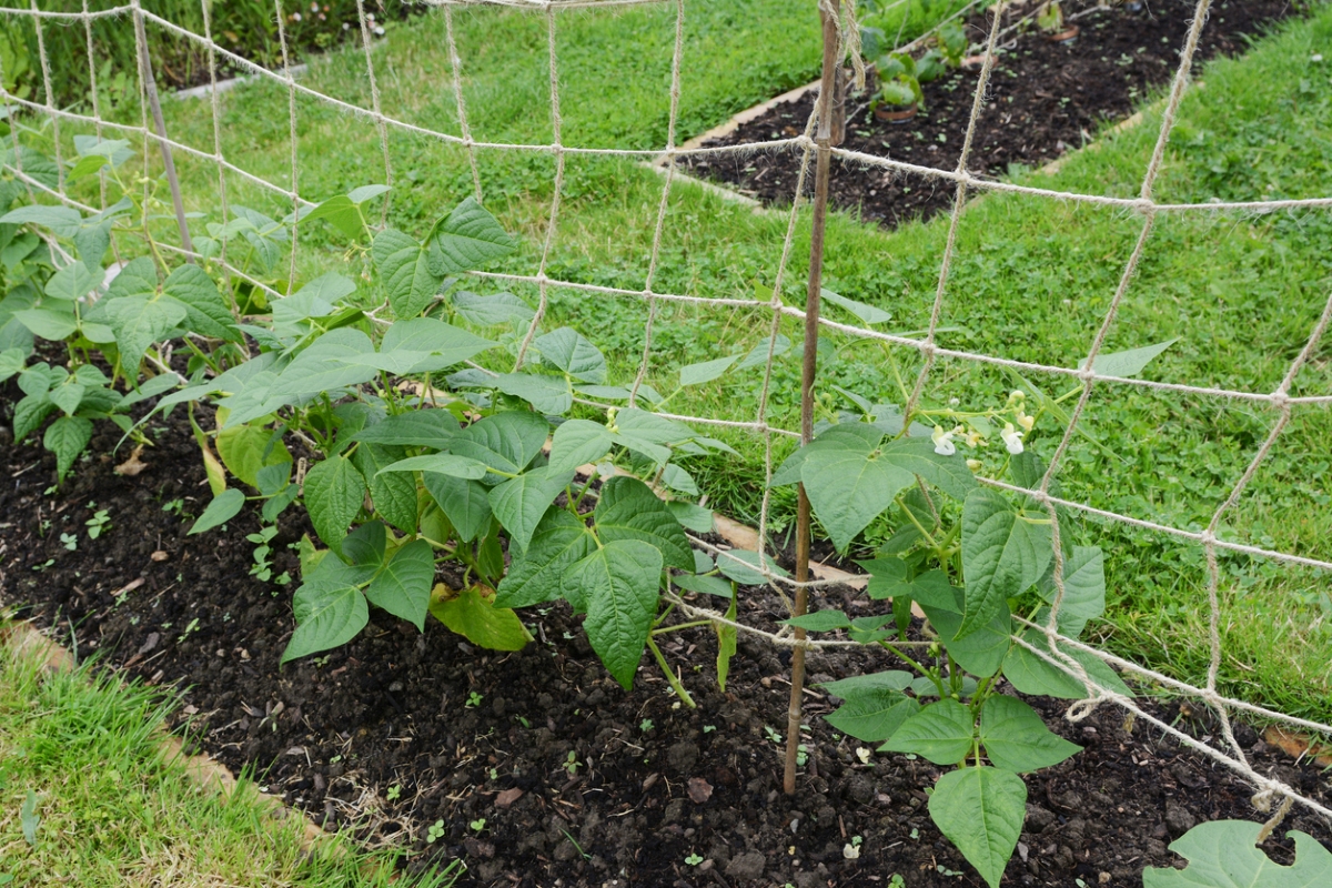 Garden net trellis