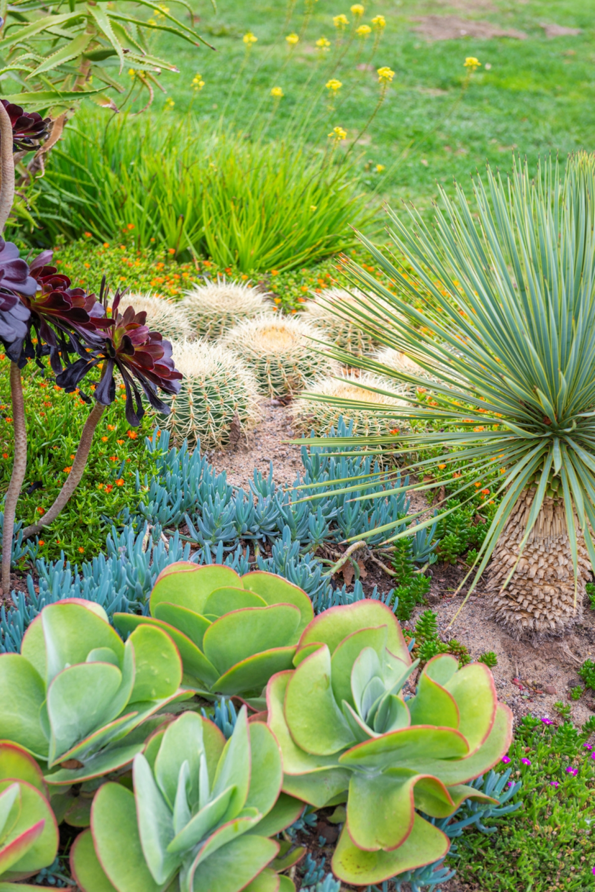 Succulents in sunny garden