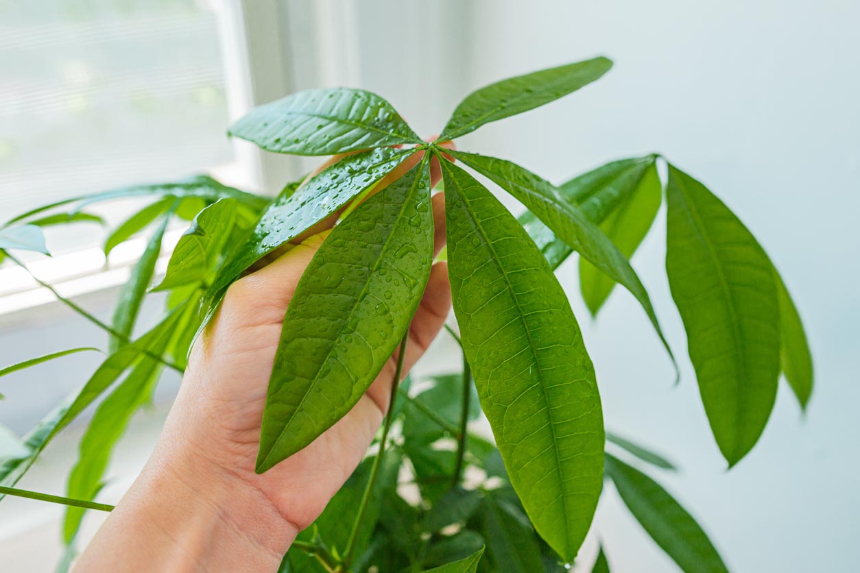 Entretien de l'arbre à argent