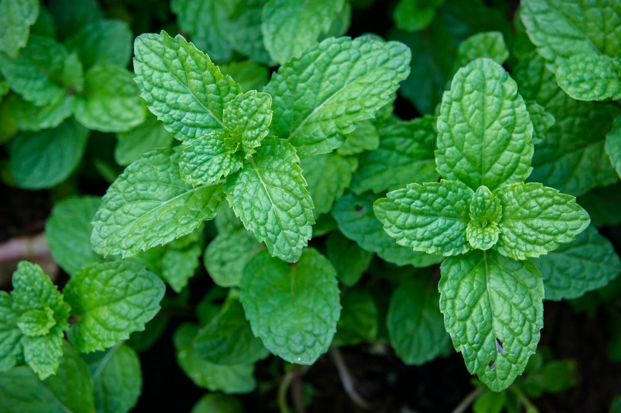 8 Plants That Repel Ants