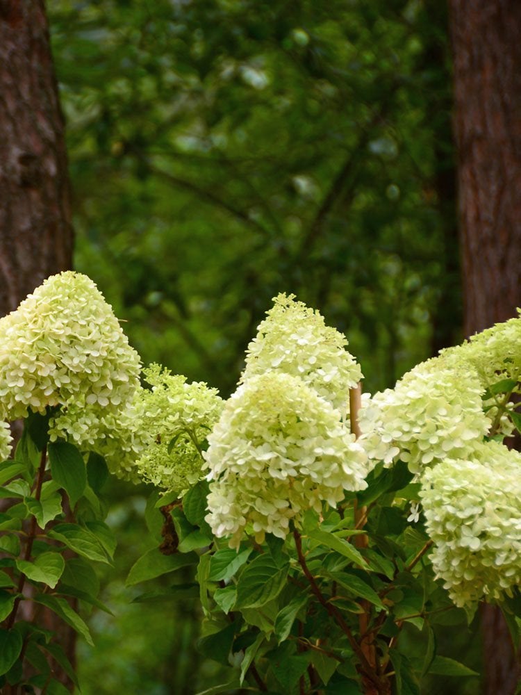 39 Plants You’ll Love If You Hate Fall Yard Work