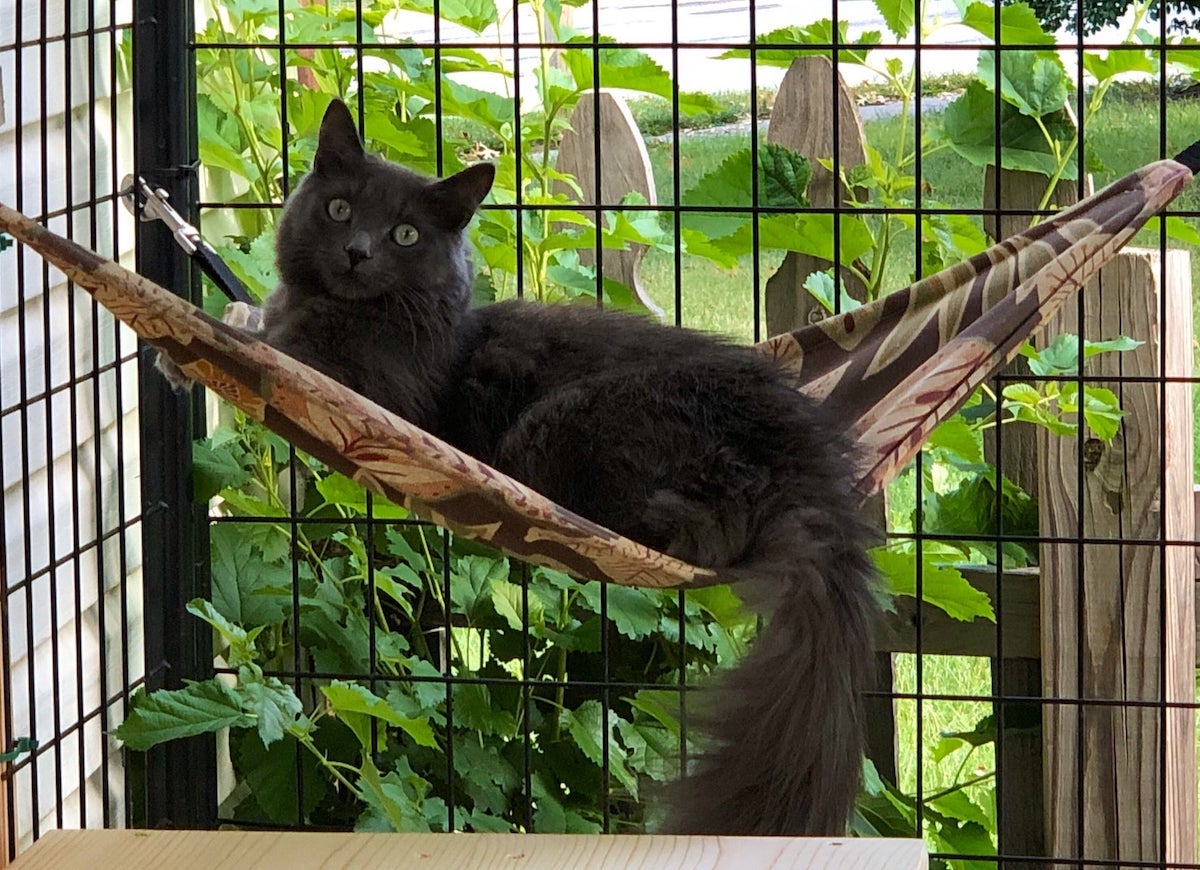 9 Catio Ideas Your Feline Friends will Love