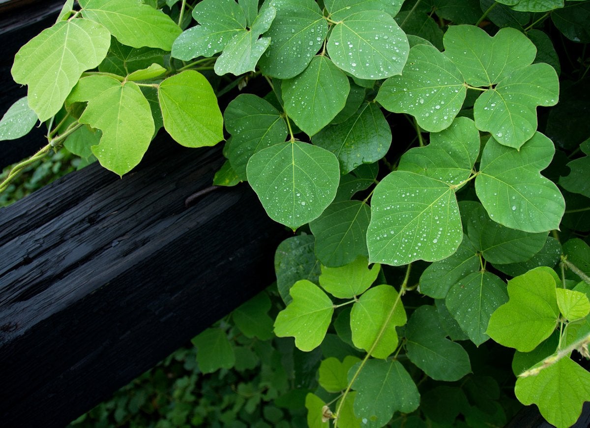 The 15 Worst Invasive Plants in America