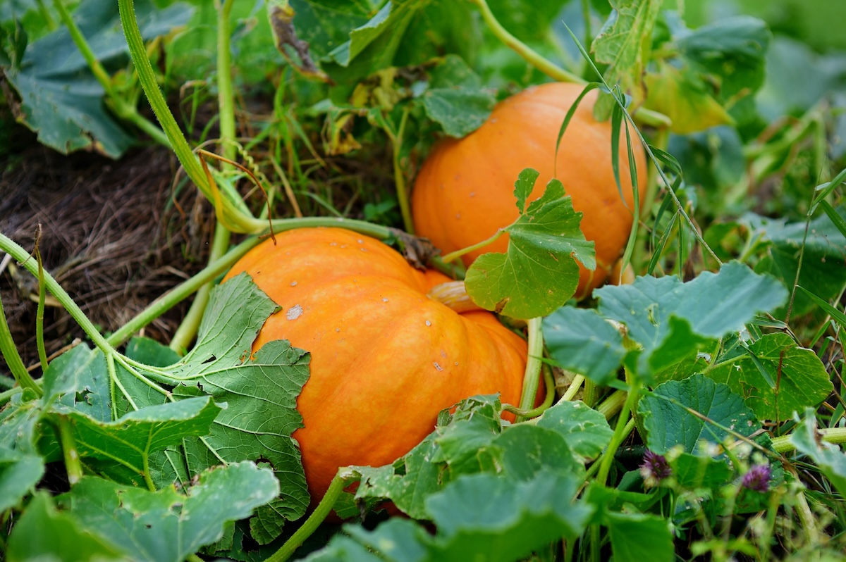 Pumpkins growing outside.