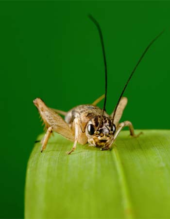 Cricket contre sauterelle