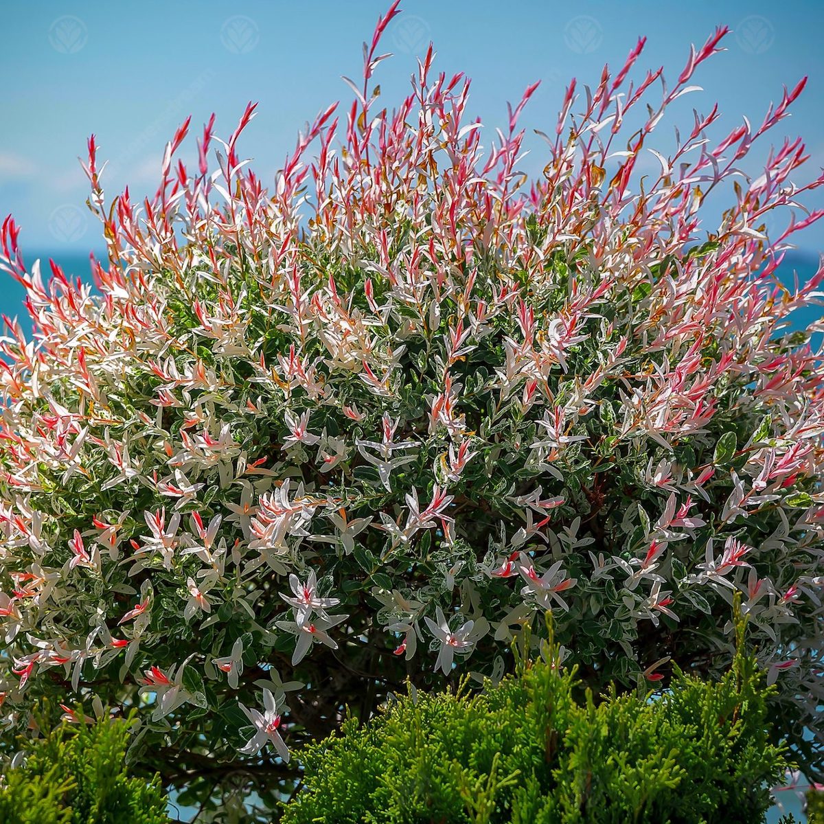 Un grand arbuste aux fleurs blanc crème et roses.