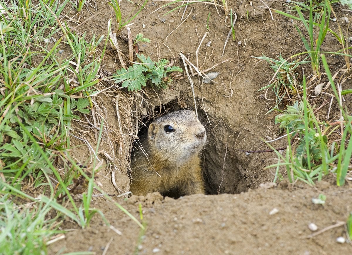 20 Tips for Keeping All Critters Out of Your Yard and Garden