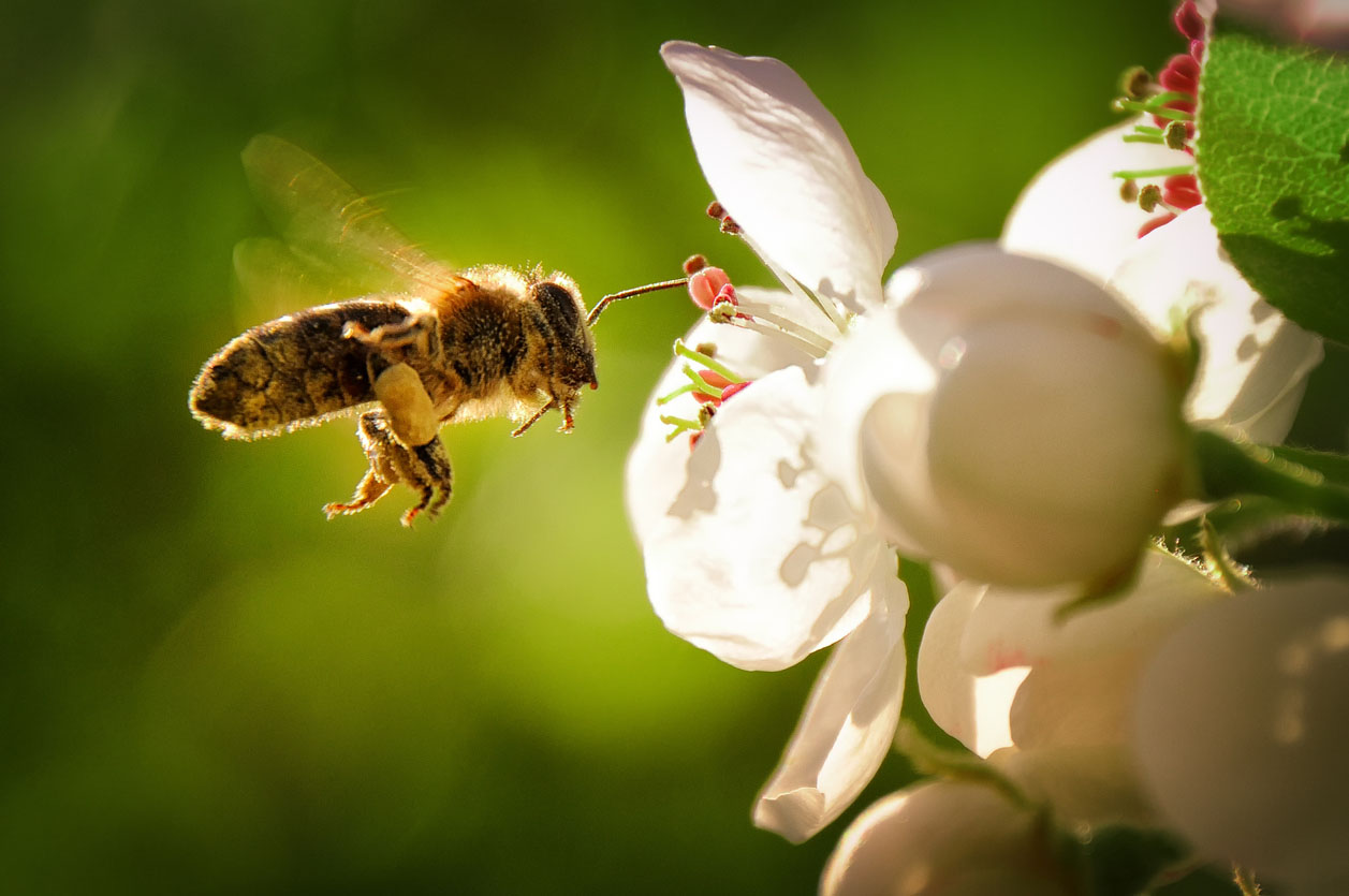 The Best Bee Removal Services Options