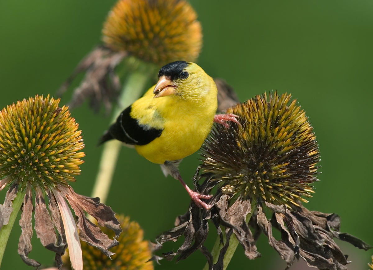 10 Garden Plants That Will Feed Backyard Birds in Fall and Winter