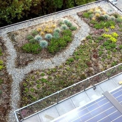 Trending Now:  Green Roofs