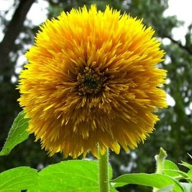 10 Not-to-Be-Missed Sunflower Blooms