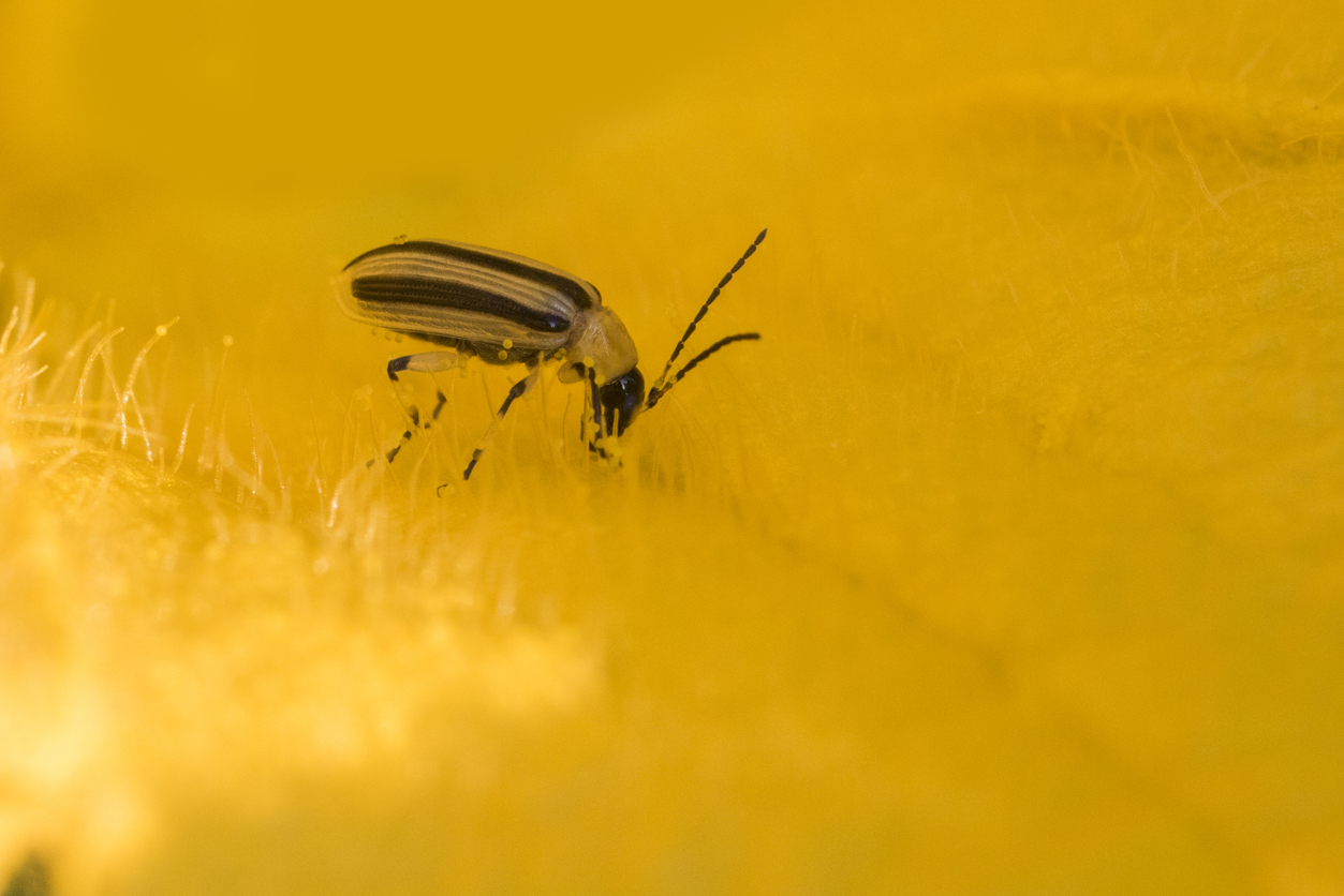 yellow and black striped cucumber beetle close up on yellow leaf