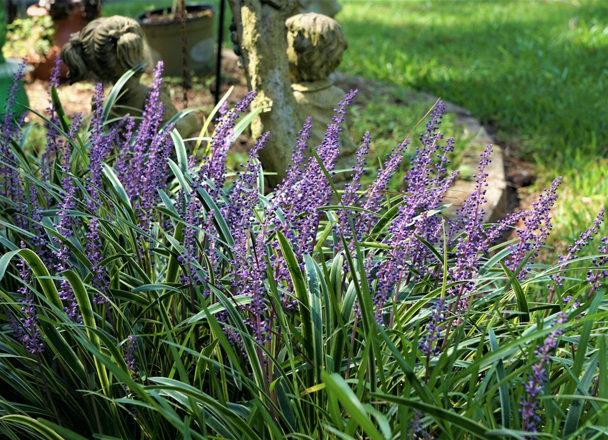 25 No-Effort Plants for a Foolproof Landscape