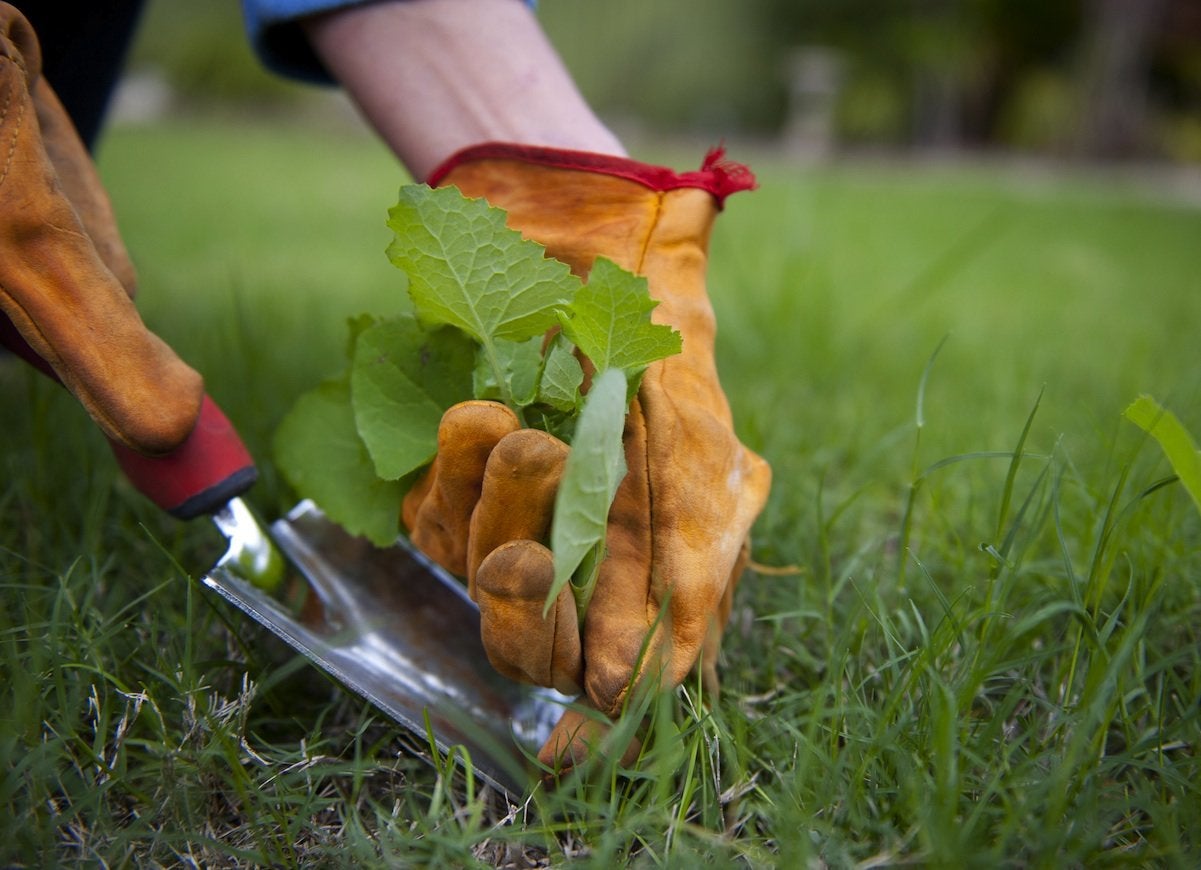 11 Ways You’re Accidentally Ruining Your Lawn