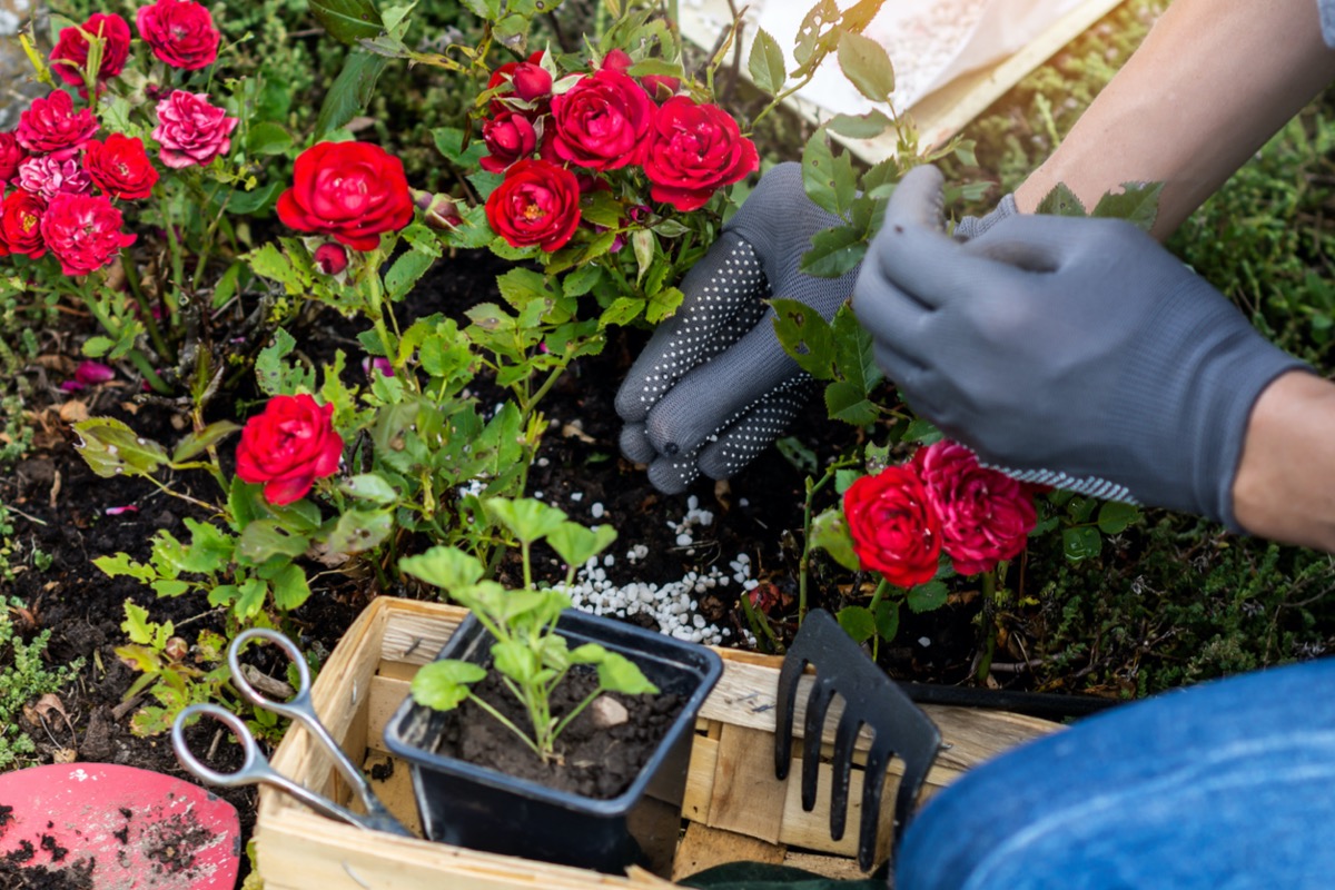 best time to plant roses