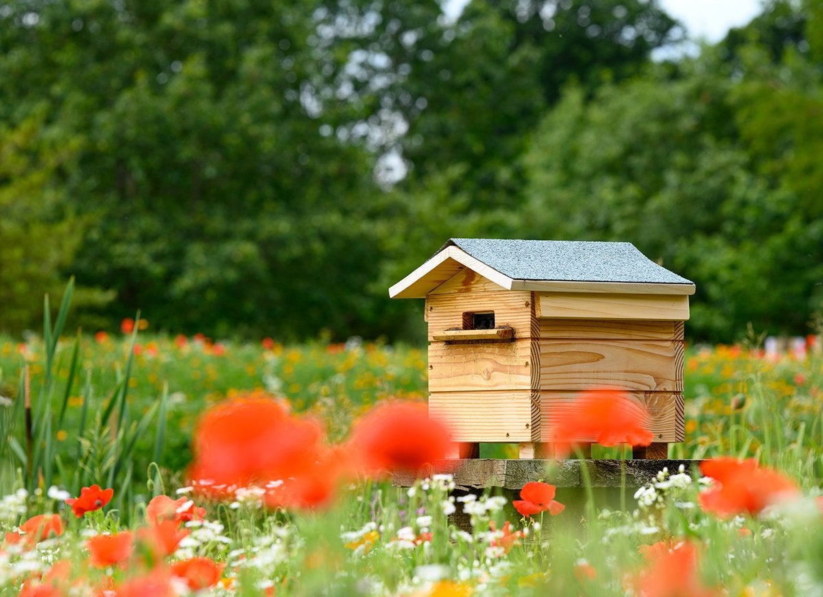 Miel fait maison : comment garder des abeilles dans votre propre jardin