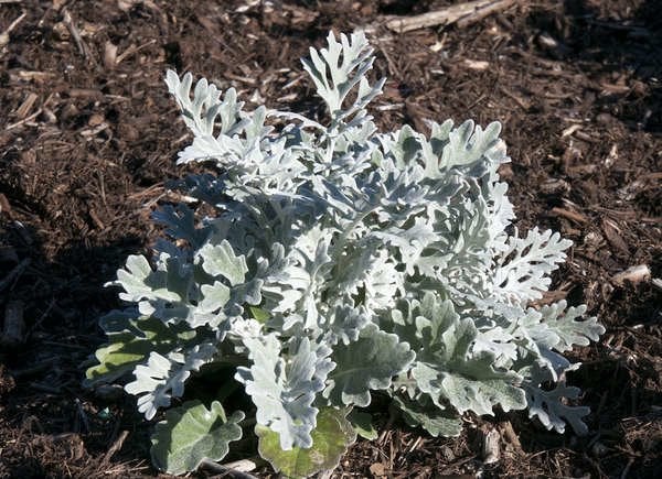 Dusty Miller (Senecio cineraria)