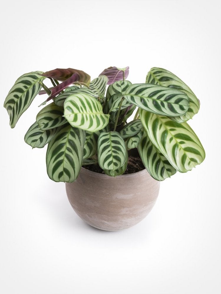 These Are the Most Popular Houseplants in America