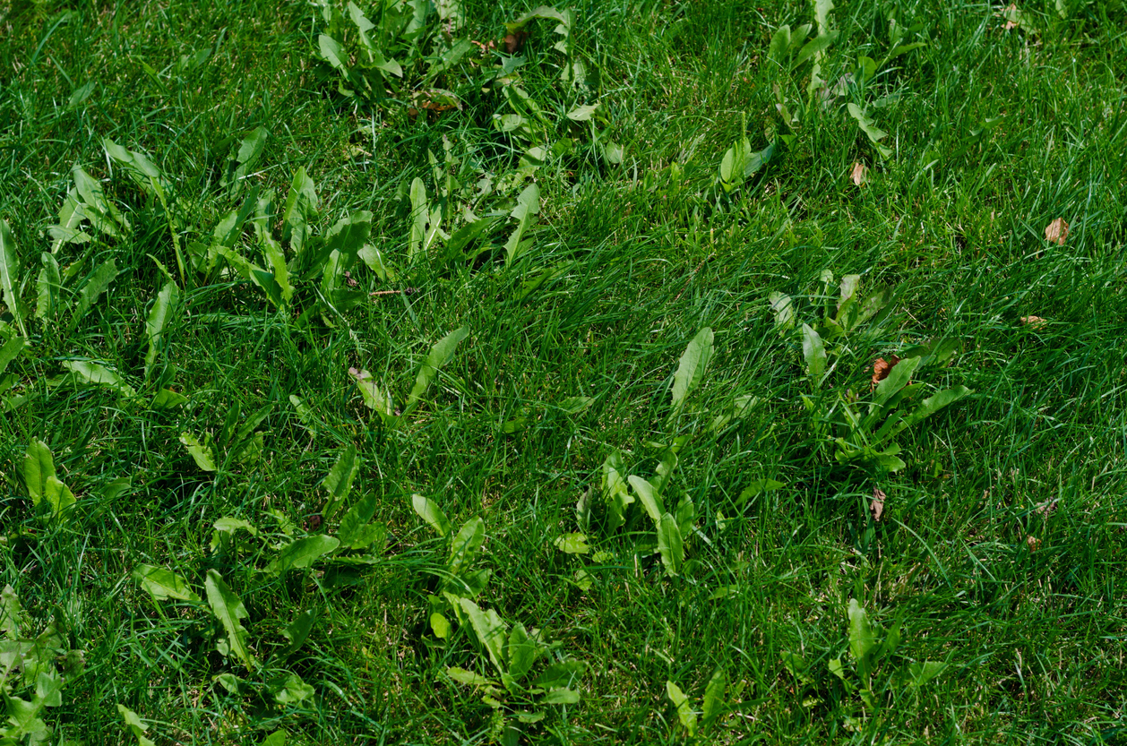 L'huile de coco utilise des mauvaises herbes dans la pelouse verte