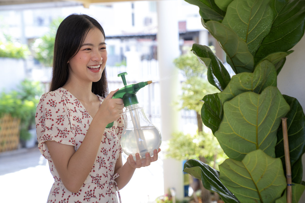 iStock-1226349275 fiddle leaf fig watering ficus plant