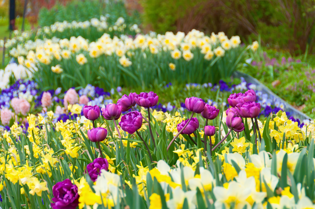 Tulipes Jonquilles blanches Narcisses Hyacinthes Crocus