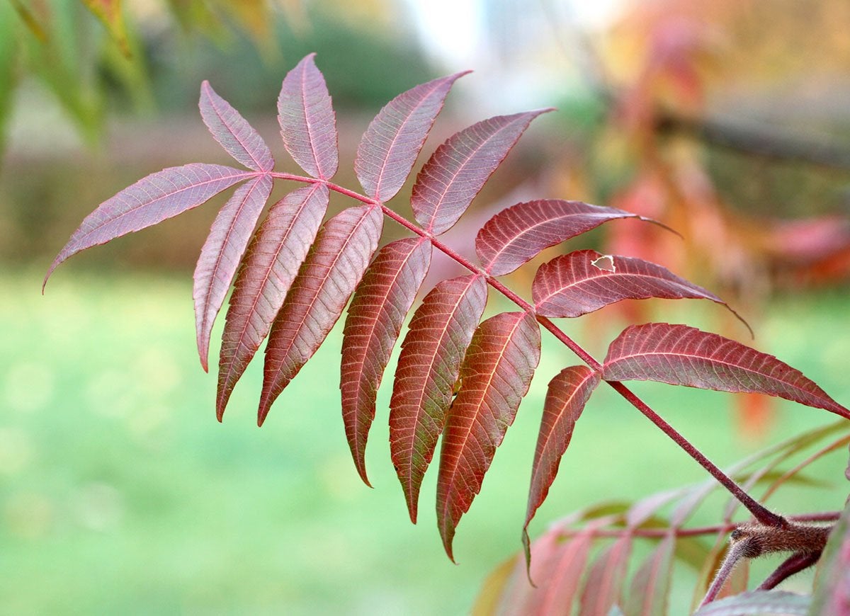 10 façons dont votre jardin peut vous nuire