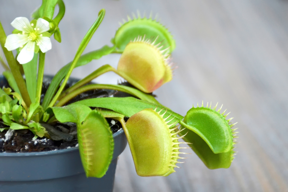 entretien de la plante et de la fleur de Vénus attrape-mouche