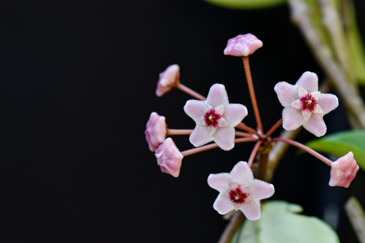 best-smelling houseplants