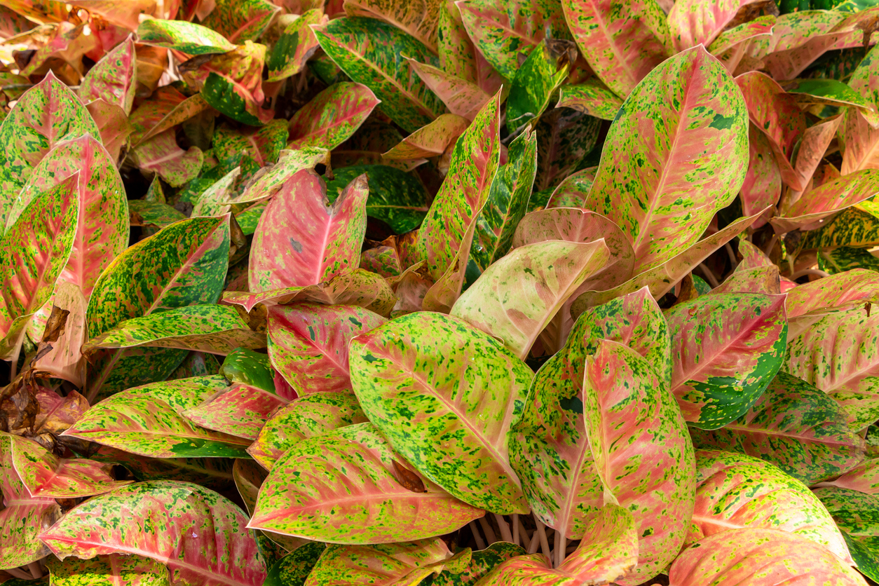 croton plant care