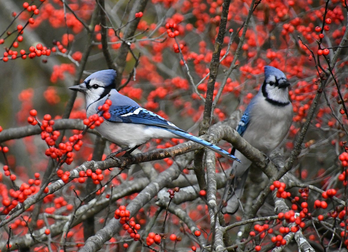 10 Garden Plants That Will Feed Backyard Birds in Fall and Winter