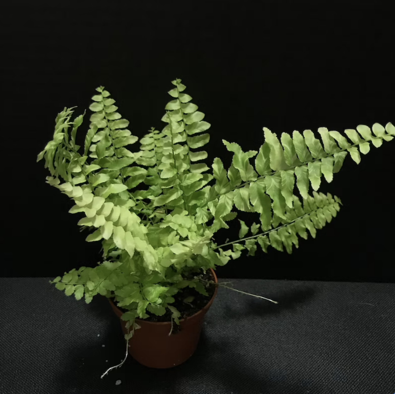 boston fern care