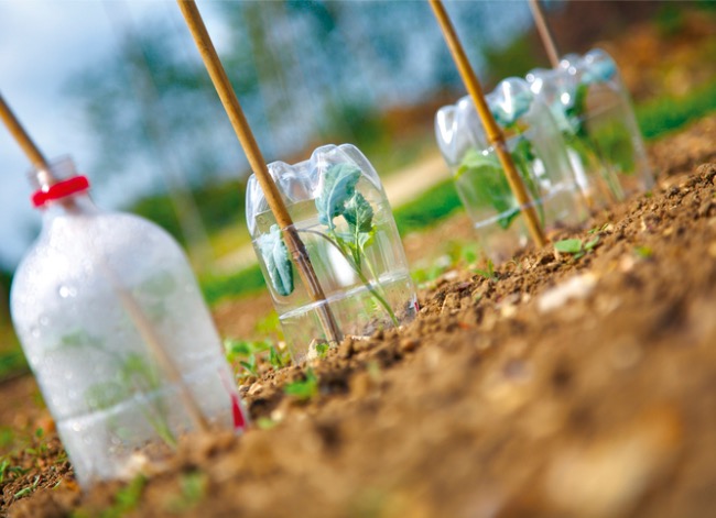 Comment protéger les plantes du gel