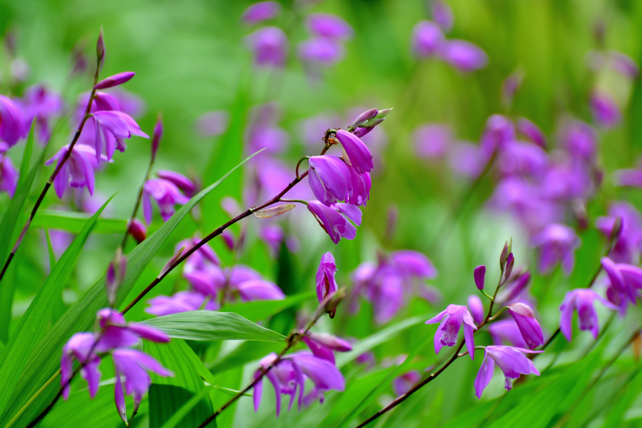 shade flowers