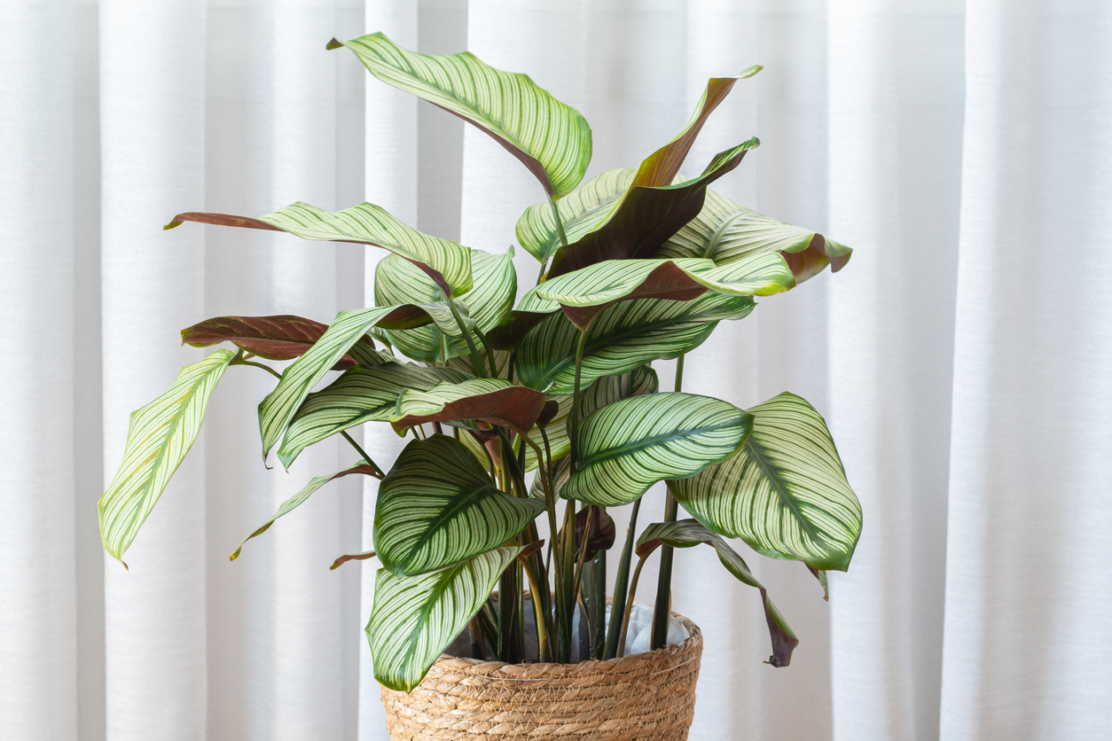 Calathea Majestica ‘White Star’ (goeppertia majestica) plant