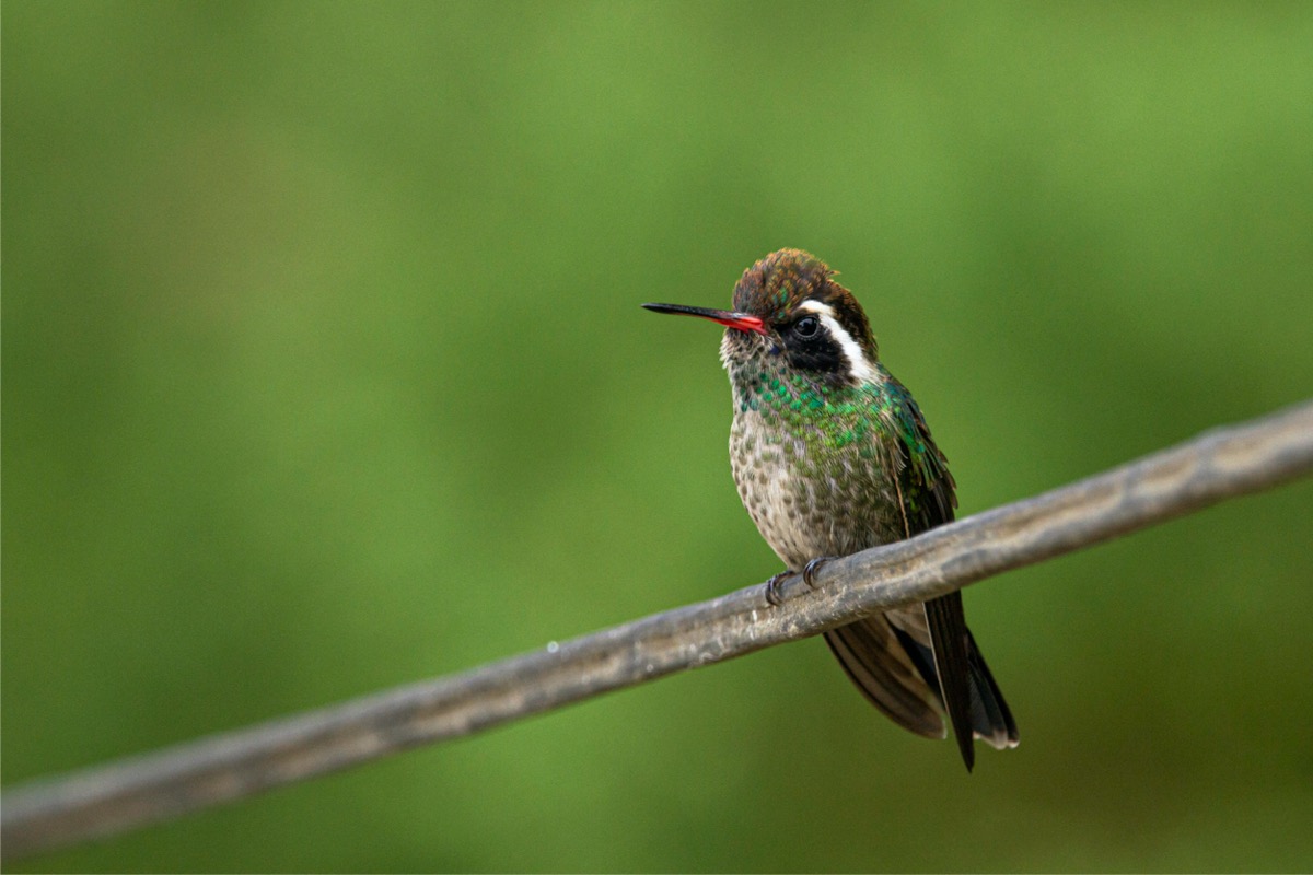 types de colibris